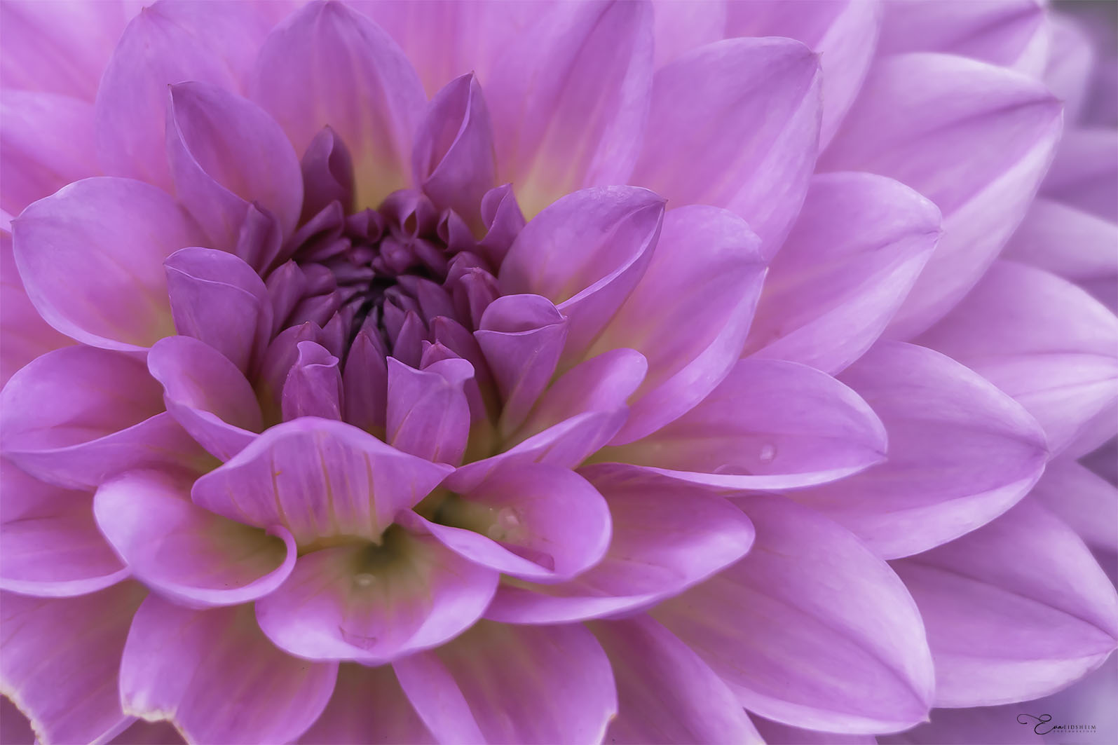 Fine Art Print - Pink Dahlia in Bloom I . Visit the gallery to the norwegian photographer Eva Virkesdal Eidsheim.