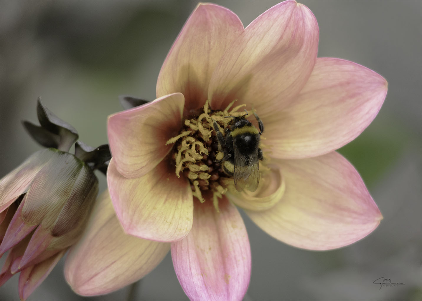 Fine Art Prints - Orange Dahlia with bumblebee I. All photographs are available in a limited edition of only 250 prints. Visit the gallery to the Norwegian photographer Eva Virkesdal Eidsheim.