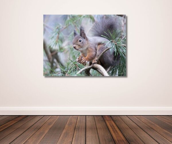 Squirrel with nut I