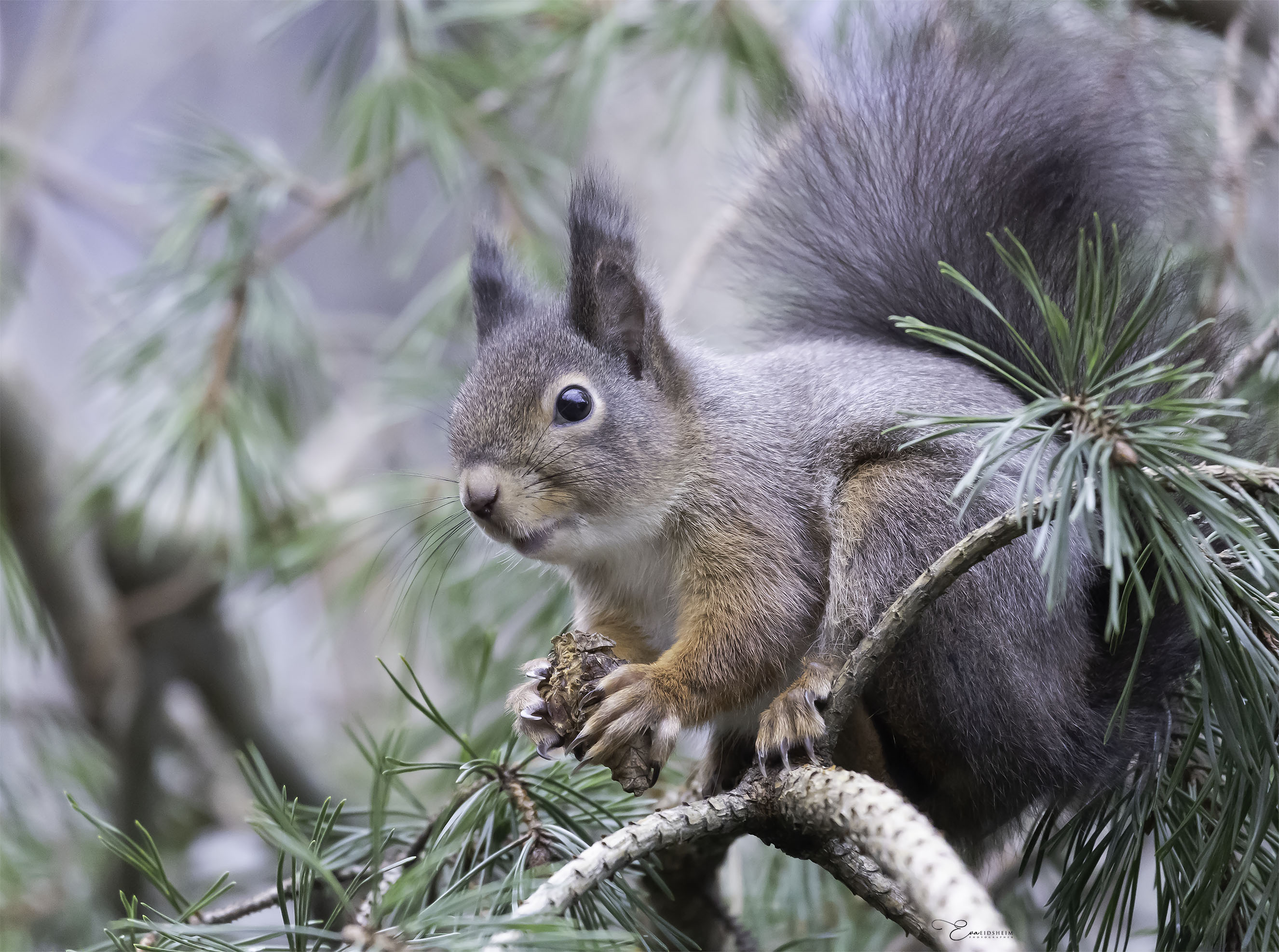 Fine Art Prints. Squirrel with nut I. Visit the gallery to the Norwegian photographer Eva Virkesdal Eidsheim.