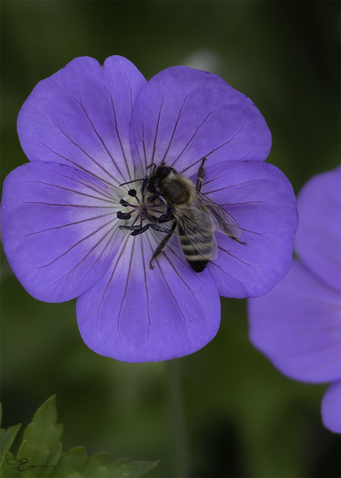 Fine Art Print - Purple flower with honeybee I. Visit the gallery to the norwegian photographer Eva Virkesdal Eidsheim.