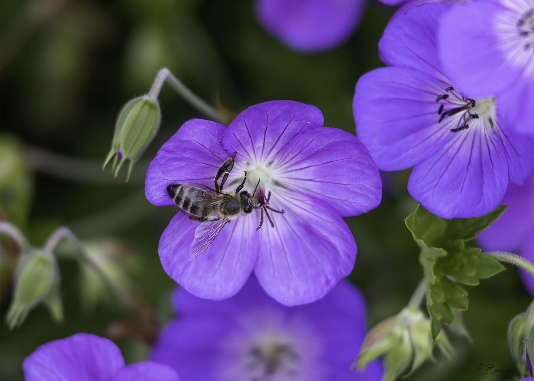 Fine Art Print - Purple flower with honeybee I. Visit the gallery to the norwegian photographer Eva Virkesdal Eidsheim.