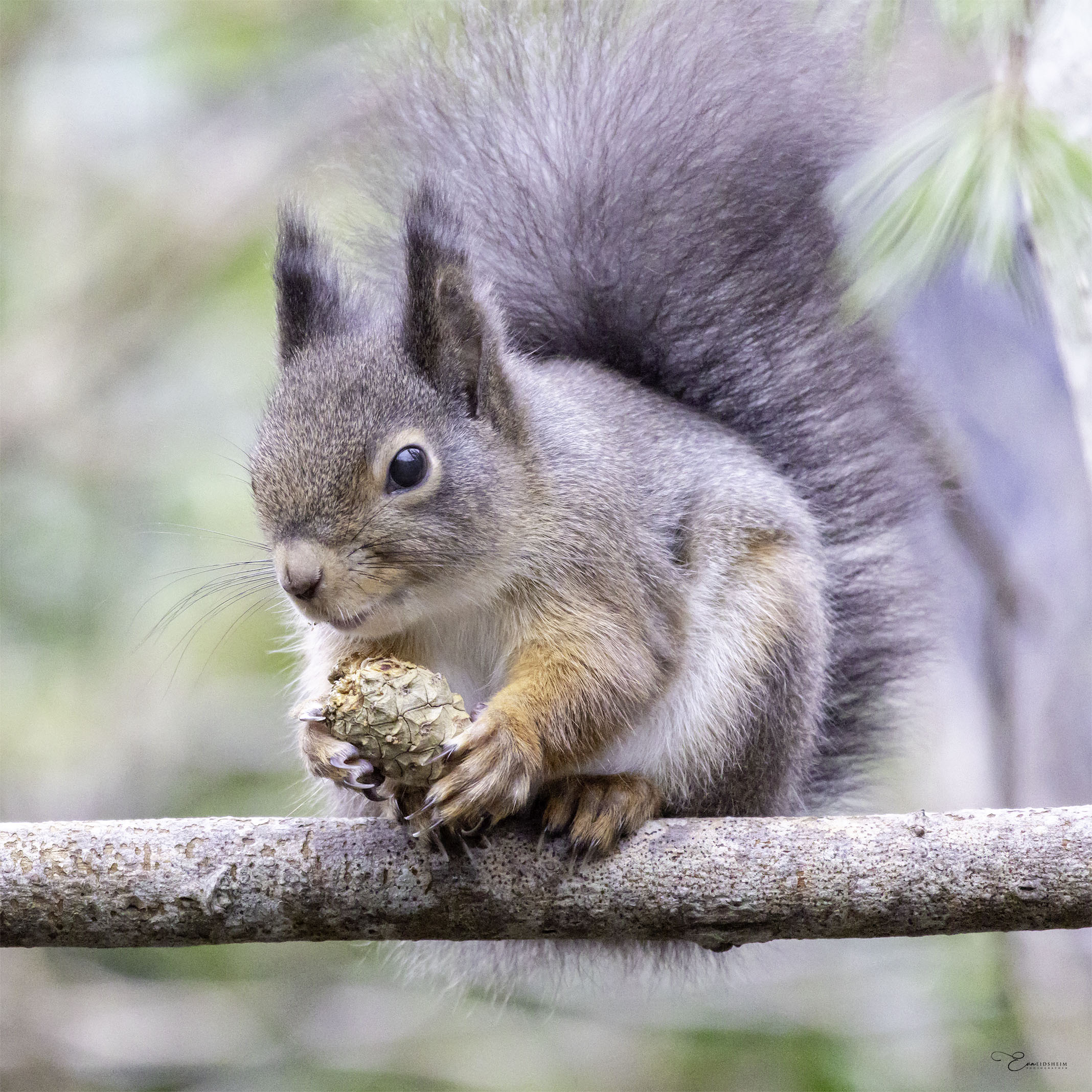 Fine Art Prints - Baby squirrel in forest I. Visit the gallery to the Norwegian photographer Eva Virkesdal Eidsheim.