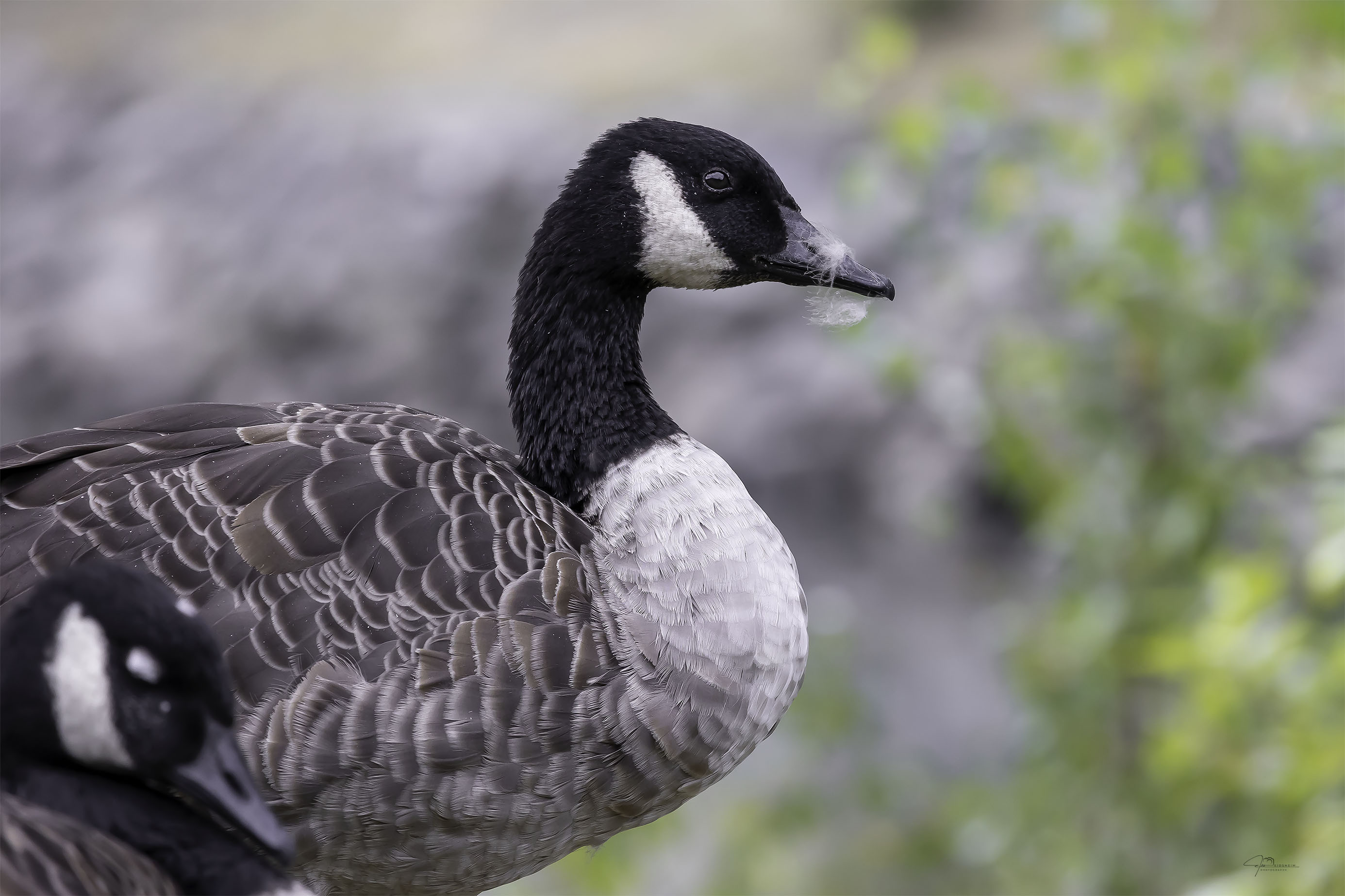Fine Art Prints. Branta canadensis I. Visit the gallery of the Norwegian photographer Eva Virkesdal Eidsheim.