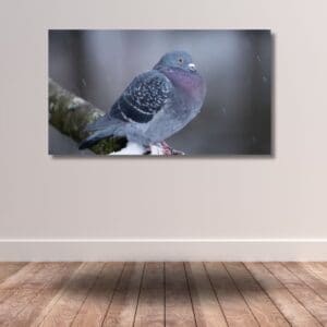 Fine Art Print - Dove on snowly branch I. Visit the gallery to the norwegian photographer Eva Virkesdal Eidsheim.