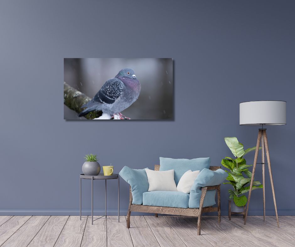 Fine Art Print - Dove on snowly branch I. Visit the gallery to the norwegian photographer Eva Virkesdal Eidsheim.