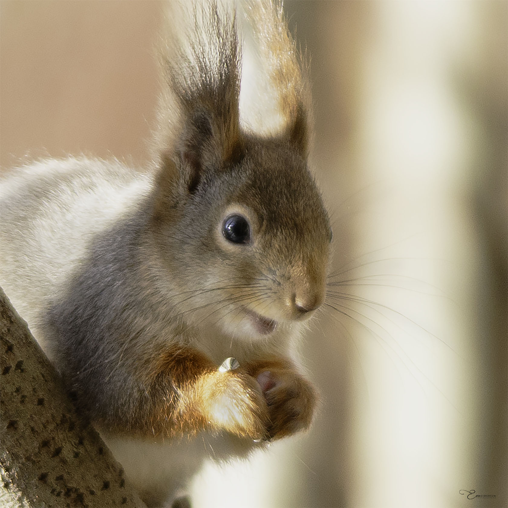 Fine Art Prints. Squirrel in forest III. Visit the gallery of the Norwegian photographer Eva Virkesdal Eidsheim.