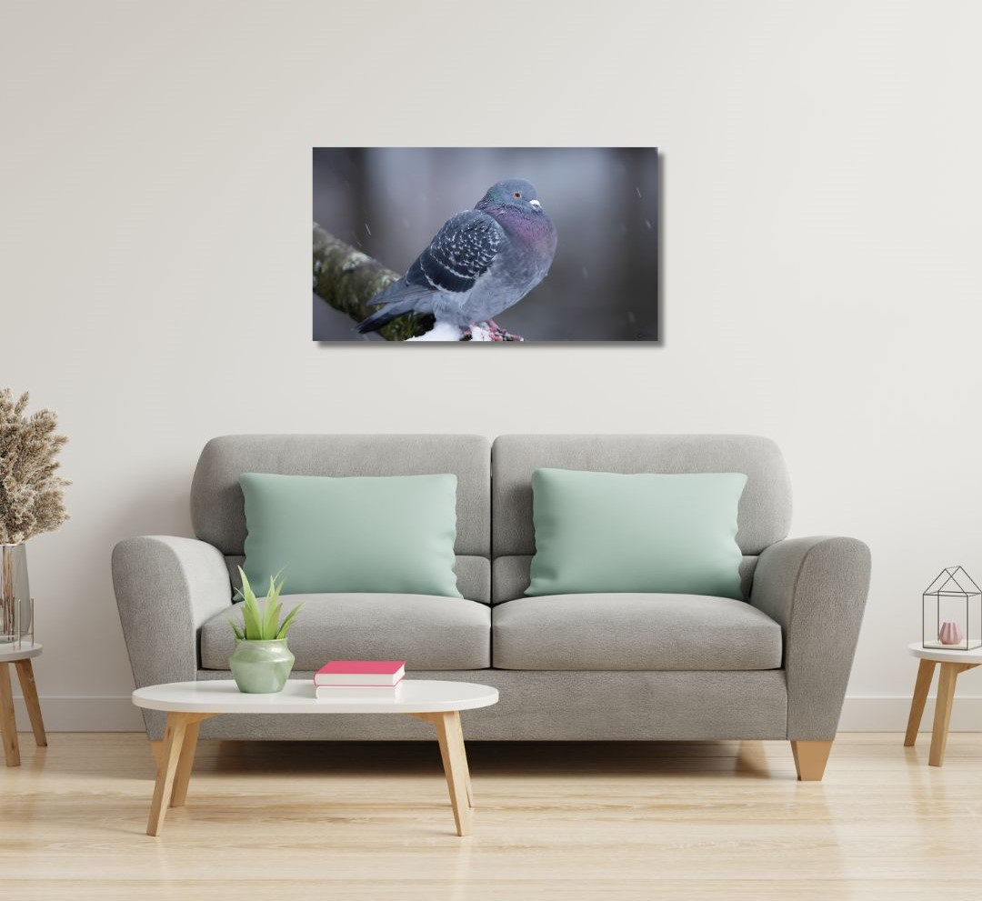 Fine Art Print - Dove on snowly branch I. Visit the gallery to the norwegian photographer Eva Virkesdal Eidsheim.