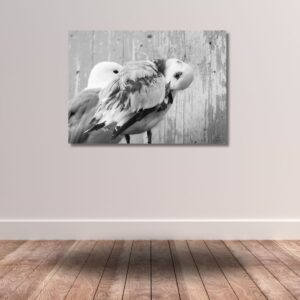 Fine Art Prints. Kittiwake at nest Lofoten II. Visit the gallery of the Norwegian photographer Eva Virkesdal Eidsheim.