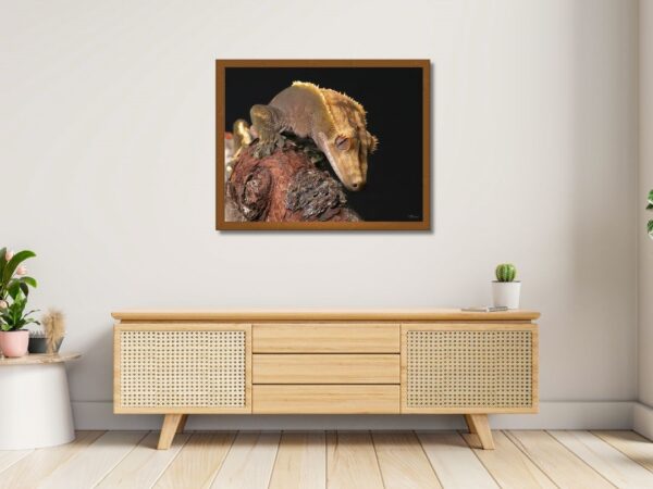 Fine Art Print - Gecko II . Visit the gallery to the norwegian photographer Eva Virkesdal Eidsheim.