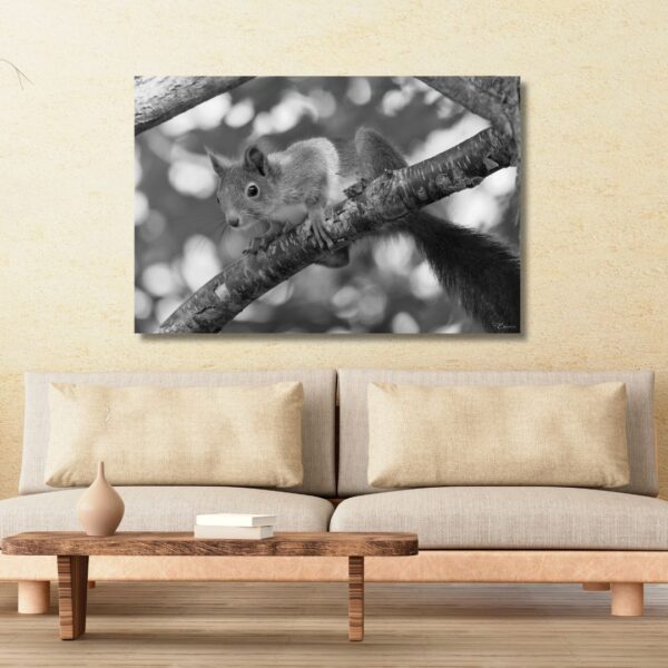 Squirrel-in-forest-II-EvaEidsheimPhotography Fine Art Prints - Squirrel in forest II. All photographs are available in a limited edition of only 250 prints. Visit the gallery of the Norwegian photographer Eva Virkesdal Eidsheim.