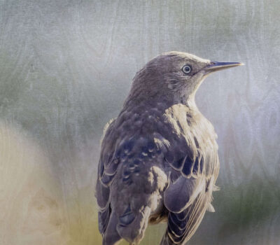 Birch Wood Panel is a natural material, and its appearance can vary from panel to panel. This makes each wood print truly unique, with small knots or surface variations adding extra character to your image. The natural tones of the birch can also change over time, as wood is a living material, giving each print its own distinctive charm. Visit the gallery of the Norwegian photographer Eva Virkesdal Eidsheim.