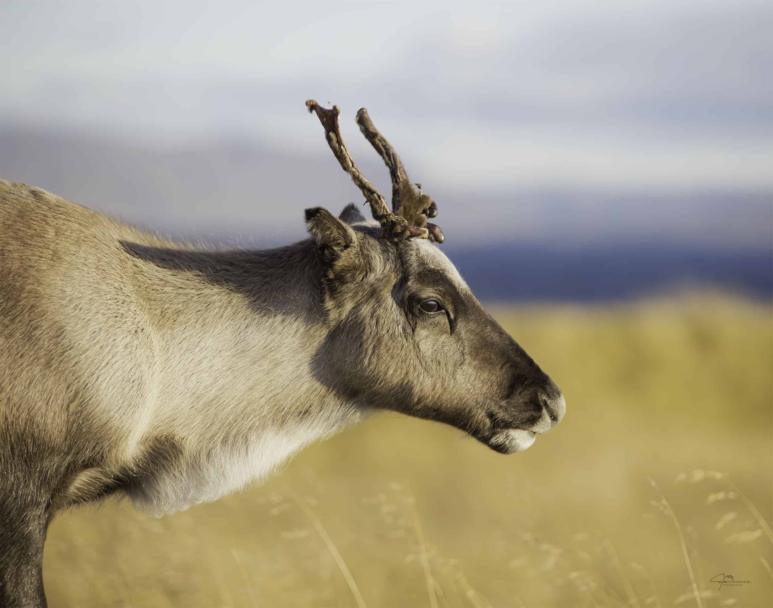 Fine Art Prints. Young reindeer Finnmark I. Visit the gallery to the Norwegian photographer Eva Virkesdal Eidsheim.